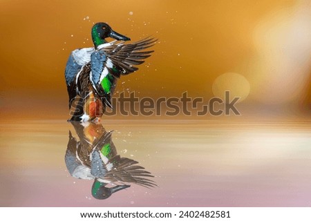A beautiful duck photographed at the moment of spreading its wings. Duck: Northern Shoveler. Spatula clypeata. Royalty-Free Stock Photo #2402482581
