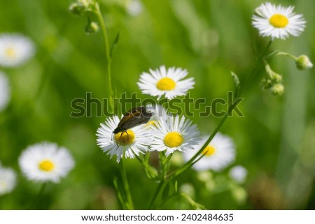 Small Heath (Coenonympha pamphilus) butterfly sitting on a white daisy in Zurich, Switzerland Royalty-Free Stock Photo #2402484635