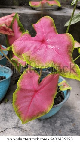 Heart of Jesus or Caladium bicolor planted in pots. commonly use as decorative plant. 