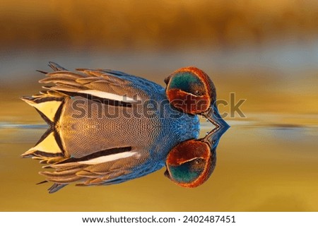 A beautiful duck swimming in the lake with its wonderful colors. Colorful clean nature background. Bird: Eurasian Teal.