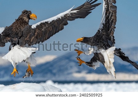 An exciting clash between two magnificent adult Steller's Sea-eagles over the floating sea ice off the coast of the Shiretoko Peninsula, Japan.  Royalty-Free Stock Photo #2402505925