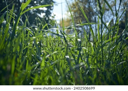 fresh grass in the garden