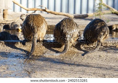 Three nutria from behind. The rodents are drinking. Funny picture of mammals. Animal photo