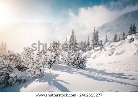 Snowy landscape on a sunny and frosty day in the highlands. Location place Carpathian mountains, Ukraine, Europe. Photo wallpapers. Happy New Year concept. Discover the beauty of world.