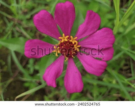 Peruviana paper flower which has 9 petals Royalty-Free Stock Photo #2402524765