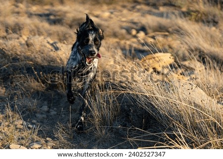 English Setter dog in full action. Royalty-Free Stock Photo #2402527347
