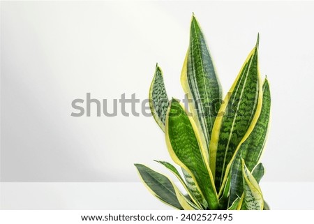 Sansevieria or snake plant leaves close up with copy space