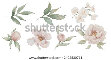 Watercolor floral clip art. Romantic and elegant flowers. Peonies watercolor