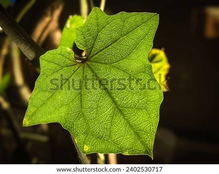 beautiful night view of leaf
