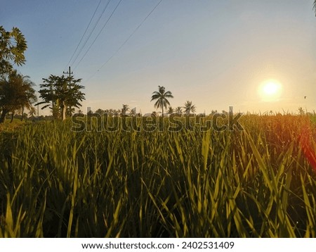 rice field green sun morning