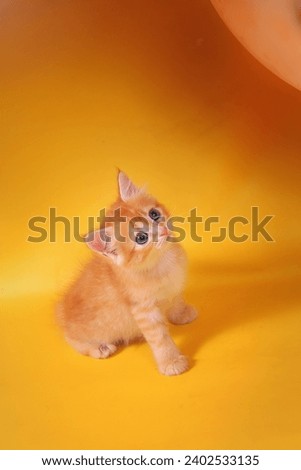 A striped yellow cat sat on its hind legs, raised its head up and looked at the yellow floor in the studio. Portraits of moving pets. Cute cat studio photos do the trick. Vertical photo