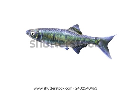Stream barilius fish on isolated white background. Barilius koratensis
is freshwater ornamental fish, habitat stream on mountain. 
