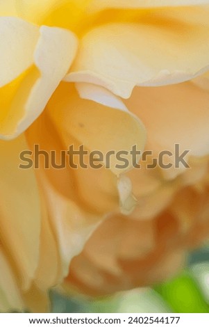 beautiful soft yellow aromatic rose bud  blossom in garden. macro shot
