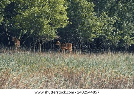 Sundarbans biosphere reserve: a cheetal (spotted dear) basking in sun, standing amidst dry grasslands and thick canopy of sundari trees (heritiera fomes) that create world's largest mangrove forest. Royalty-Free Stock Photo #2402544857