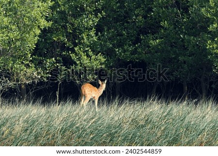 Sundarbans biosphere reserve: a cheetal (spotted dear) basking in sun, standing amidst dry grasslands and thick canopy of sundari trees (heritiera fomes) that create world's largest mangrove forest. Royalty-Free Stock Photo #2402544859