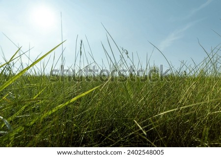 fresh green grass in the field on a sunny day, green grass illuminated by sunlight