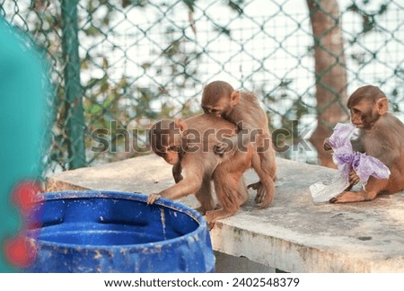 cute looking kids of rhesus macaque playing inside caged enclosure of Sajnekhali Wildlife Sanctuary camp. Taken at Sundarbans, habitat to large number of flora and fauna.
