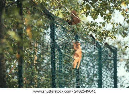 cubs of rhesus macaque climbing on wire mesh enclosure at Sajnekhali Wildlife Sanctuary camp. Taken at Sundarbans, habitat to large number of flora and fauna.