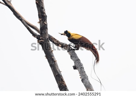 Red bird-of-paradise (Paradisaea rubra), also called the cendrawasih merah observed in West Papua, Indonesia