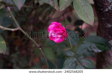 Pink roses blooming in the garden
