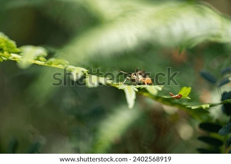 grasshopper sitting on a leaf