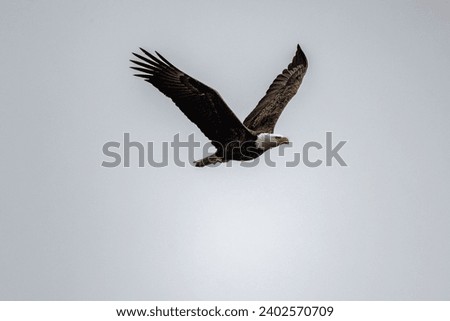A majestic bald eagle soaring with its wings wide open on background of clear gloomy sky