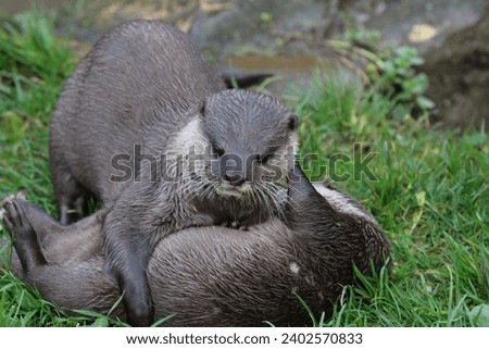 A closeup shot of two Eurasian otters playing with each other on green grass.