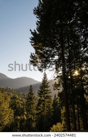 A vertical landscape of a beautiful green forest with the bright sun shining in the sky
