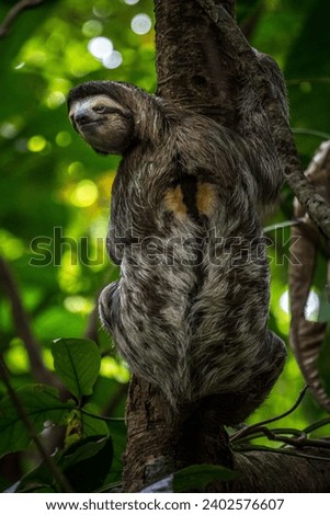 A vertical shot of a sloth on a tree on a blurred background