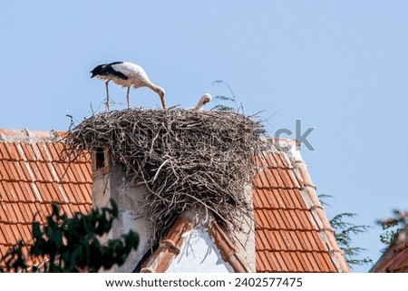 A pair of white storks, Ciconia ciconia, large birds taking care of their nest on a roof top in Ifrane, Morocco during the summer breeding months. Royalty-Free Stock Photo #2402577475