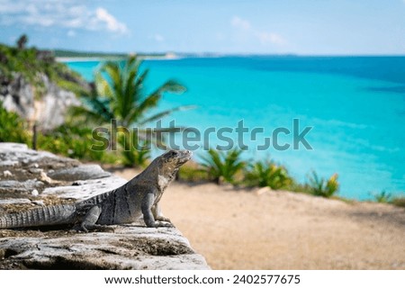 A black spiny-tailed iguana near the Tulum Archaeological Zone in Mexico Royalty-Free Stock Photo #2402577675