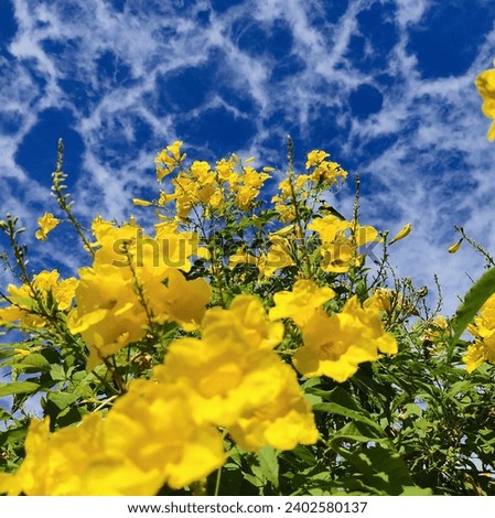 Bird's eye view, landscape view of yellow flowers and the blue sky Square size picture