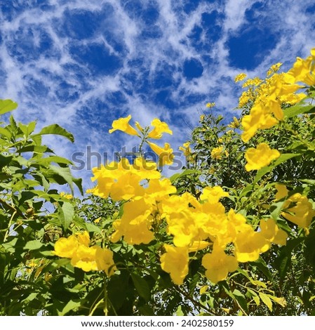 Bird's eye view, landscape view of yellow flowers and the blue sky Square size picture