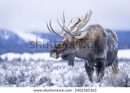 A majestic moose is resting in a tranquil wintery landscape, featuring a snow-covered field Royalty-Free Stock Photo #2402585363