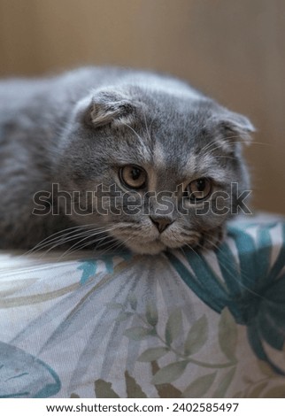 portrait of a sad yellow-eyed gray cat