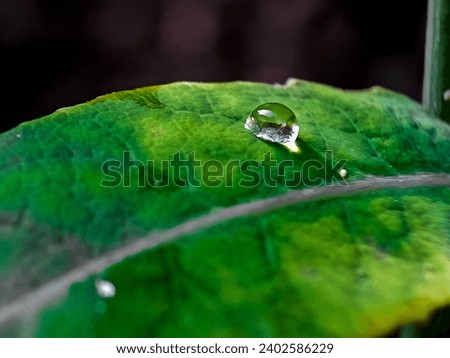 Beautiful large drop morning dew in nature.close up
