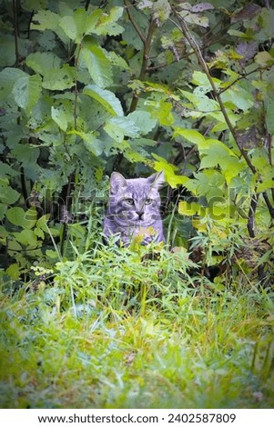 A vertical stock photo of a hunter's cat camouflaged in the leafy bush, searching for prey