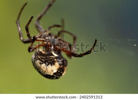 A closeup of a furrow spider weaving its web in daylight