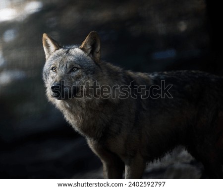 A selective focus shot of a majestic gray wolf in a shadowy dark forest setting Royalty-Free Stock Photo #2402592797