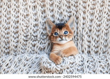 Close up of little red kitten lying on beige knitted blanket. Cute Abyssinian ruddy kitten awaking up in the morning. Autumn or winter image.Selective focus.