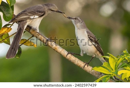 A beautiful shot of two Northern Mockingbird with a worm in its mouth