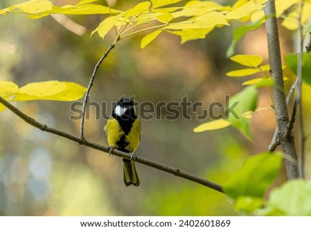 A tit bird sits on a tree branch among yellow leaves on an autumn day.