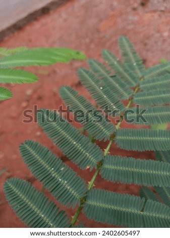 stock photo of green shy princess leaves growing beautifully