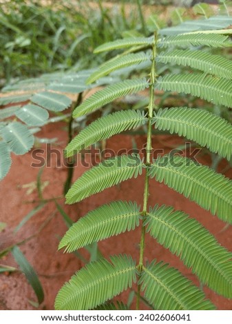 stock photo of shy princess leaves on red soil