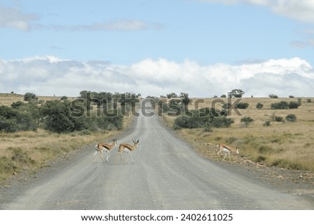 Springboks crossing the road in Mountain Zebra National Park, Cradock, South Africa Royalty-Free Stock Photo #2402611025