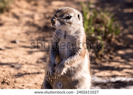 Ground squirrel in Mountain Zebra National Park, Cradock, South Africa Royalty-Free Stock Photo #2402611027