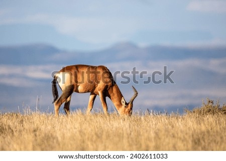 Antelope in Mountain Zebra National Park, Cradock, South Africa Royalty-Free Stock Photo #2402611033