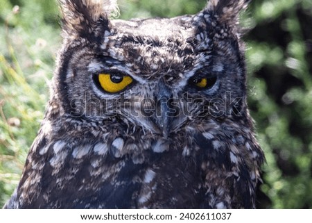 Owl in Mountain Zebra National Park, Cradock, South Africa Royalty-Free Stock Photo #2402611037