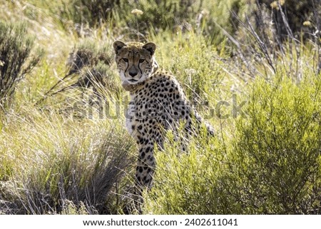 Cheetah in Mountain Zebra National Park, Cradock, South Africa Royalty-Free Stock Photo #2402611041