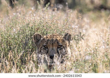 Cheetah in Mountain Zebra National Park, Cradock, South Africa Royalty-Free Stock Photo #2402611043